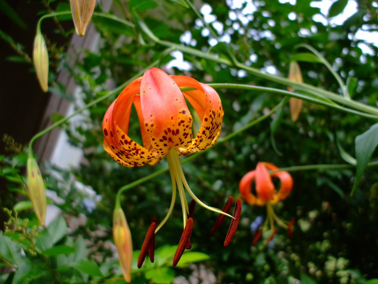 Lilium superbum